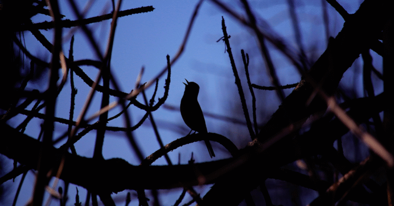 L’aube des oiseaux