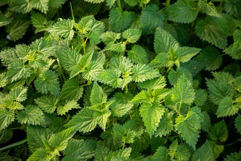 Découvrons les plantes sauvages comestibles
